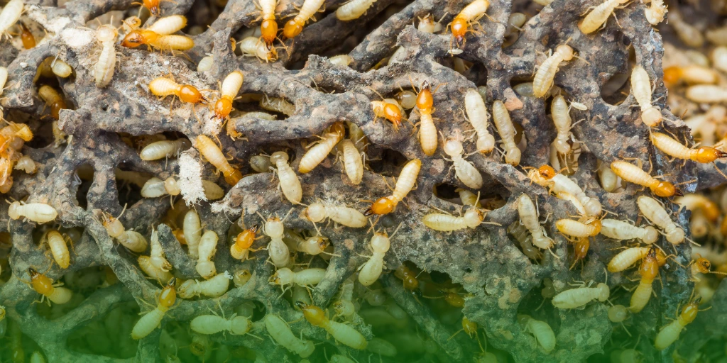 Termites-Pest Control Treatment Costs in the Philippines termites eating wood