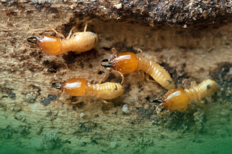 Termites termites in termite mound - pest control 101