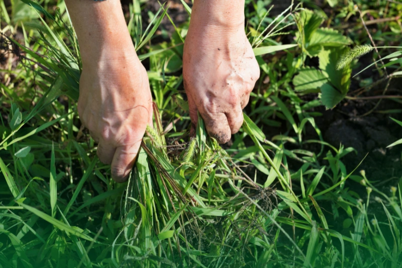 Trim Vegetation and Remove Debris trim vegetation