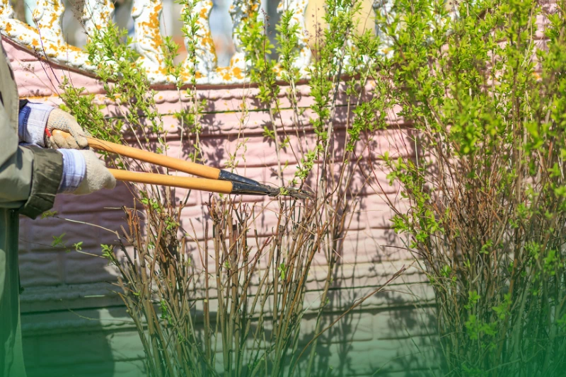 Trim Vegetation and Trees trimming of trees and bushes