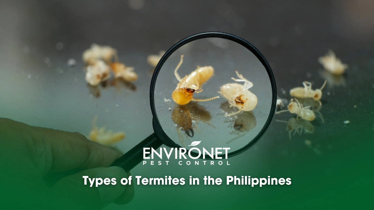 Types of Termites in the Philippines Types of termites in the Philippines