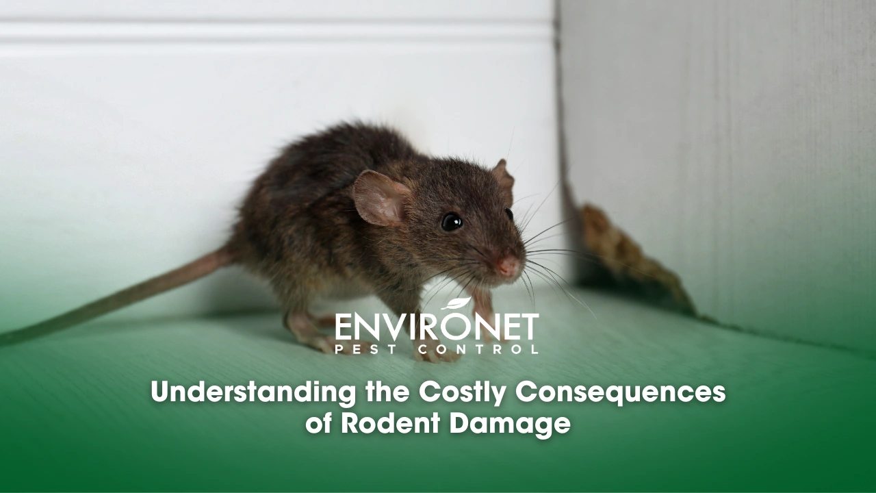 Understanding the Costly Consequences of Rodent Damage rat caused wall damage