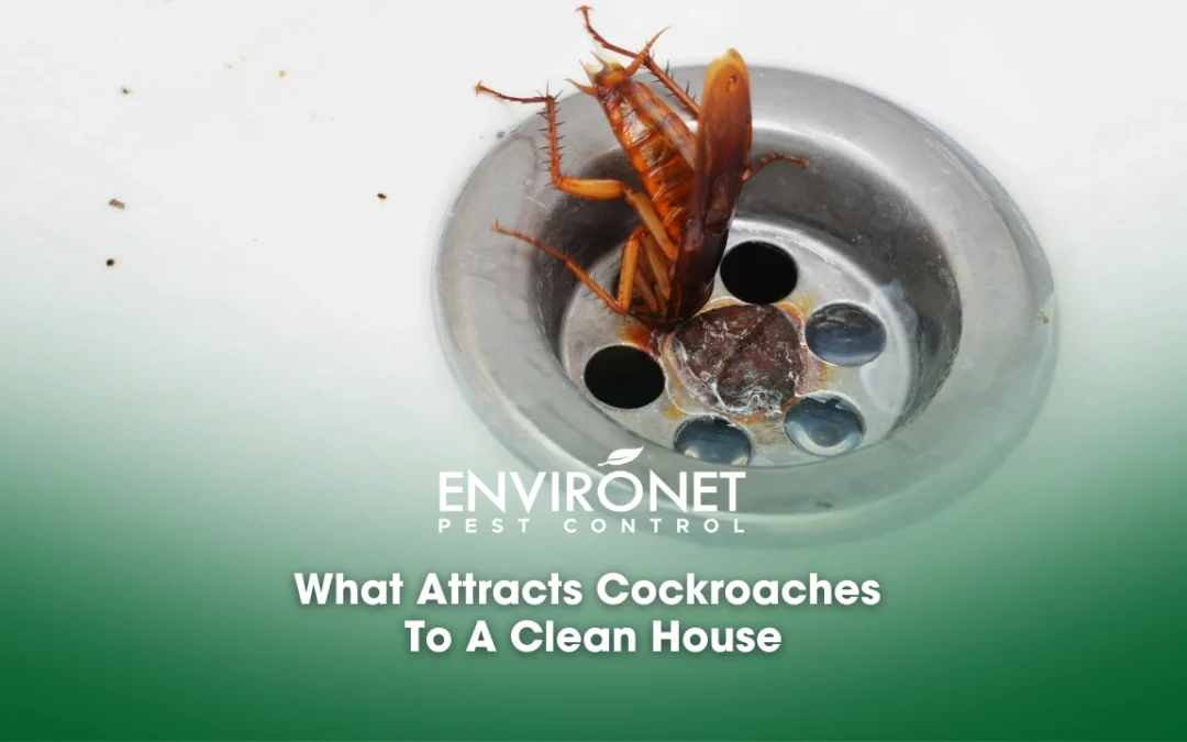 What Attracts Cockroaches To A Clean House
