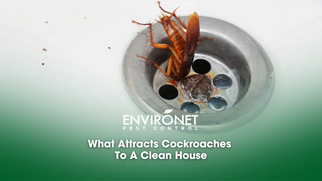 What Attracts Cockroaches To A Clean House cockroach on a bathroom for what attracts cockroaches to a clean house