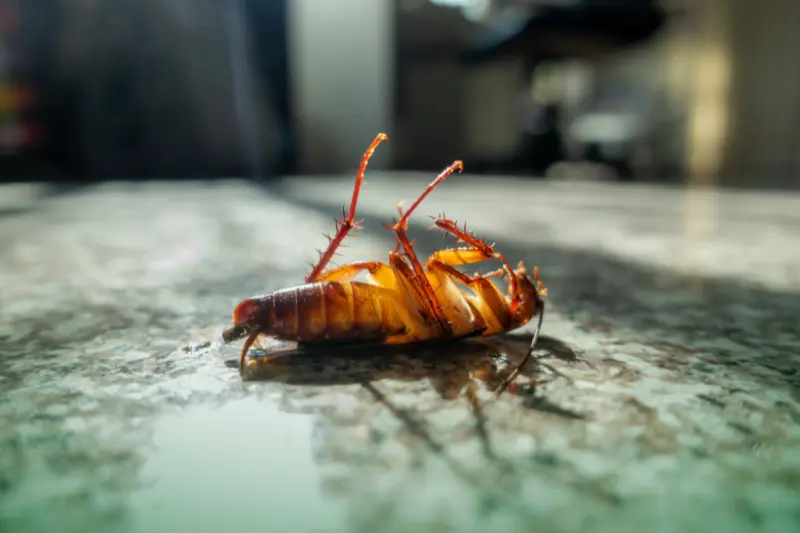 pest sightings a dead cockroach