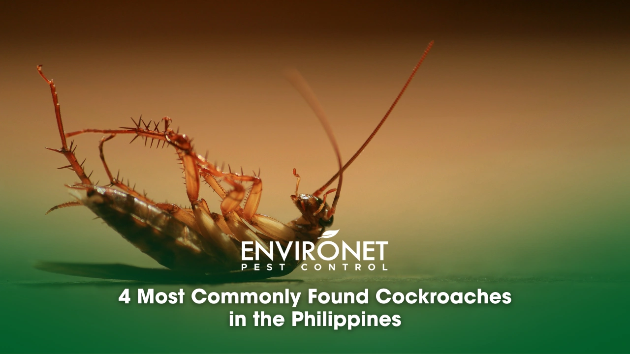 4 Most Commonly Found Cockroaches in the Philippines 4 Most Commonly Found Cockroaches in the Philippines_Dead Cockroach