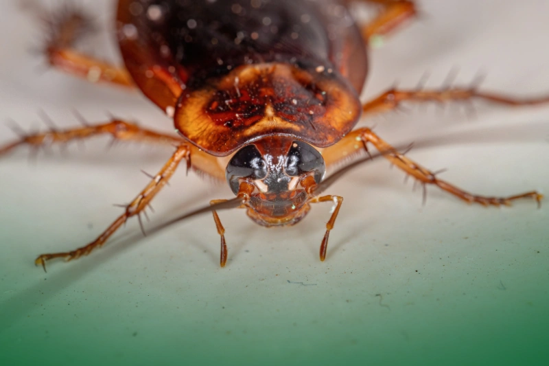 American Cockroach (Periplaneta americana) 4 Most Commonly Found Cockroaches in the Philippines_American Cockroach (Periplaneta americana)