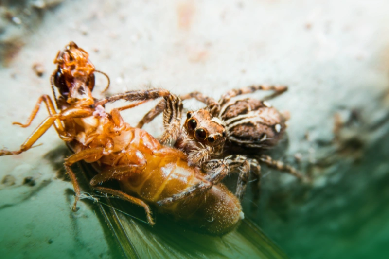 Biological Pest Control Methods a spider eating insect