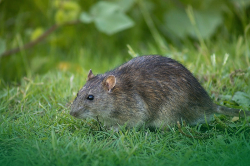 Black Rats Black Rat in a field