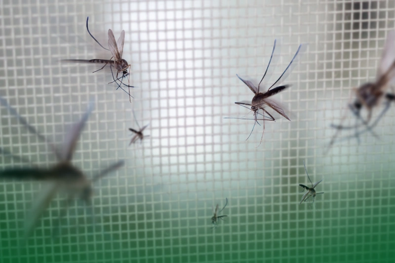 Bloodsucking Vampires (Mosquitoes) mosquitoes on insect net for 8 Spooky Facts About the Scariest Pests