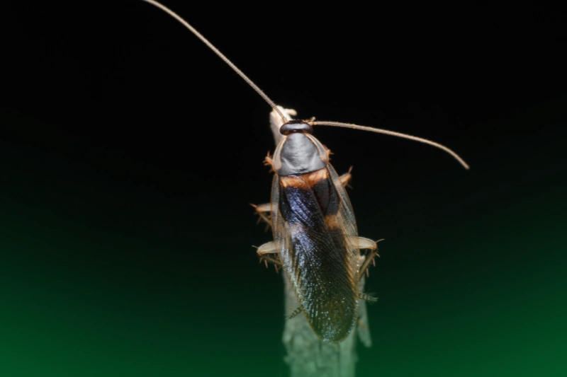Brown-Banded Cockroach (Supella longipalpa) 4 Most Commonly Found Cockroaches in the Philippines_Brown-Banded Cockroach (Supella longipalpa)