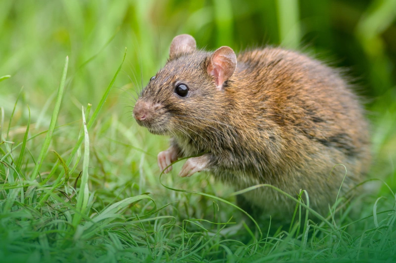 Brown Rats Brown Rat in a field