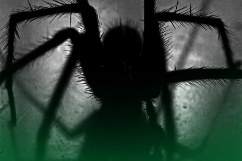 Dealing with Venomous Arachnids black spider for 8 Spooky Facts About the Scariest Pests