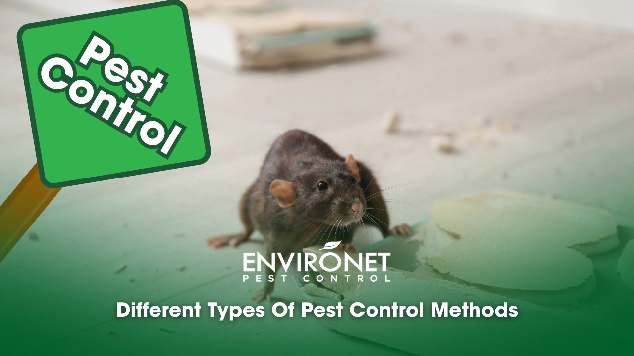 Different Types Of Pest Control Methods Different Types of Pest Control: Brown rat gnawing baseboard indoors and warning sign for pest control
