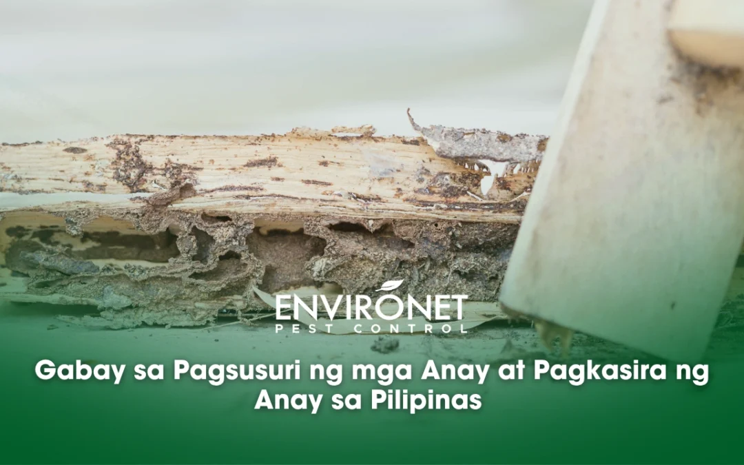 Gabay sa Pagsusuri ng mga Anay at Pagkasira ng Anay sa Pilipinas
