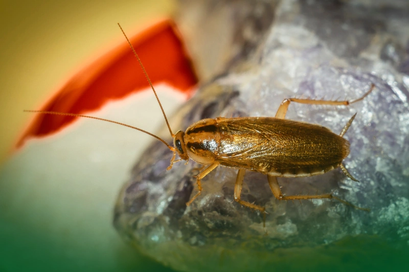 German Cockroach (Blattella germanica) 4 Most Commonly Found Cockroaches in the Philippines_German Cockroach (Blattella germanica)