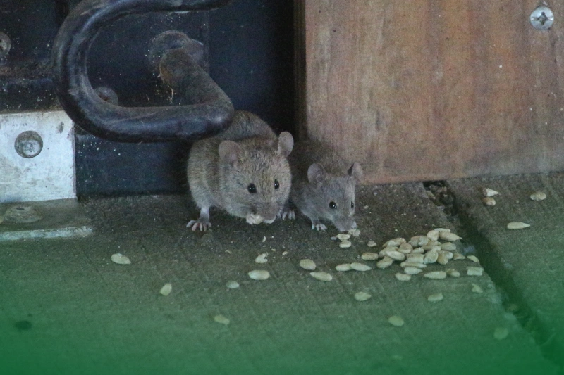 Mice – The Tiny Terrors 2 mice eating for 8 Spooky Facts About the Scariest Pests