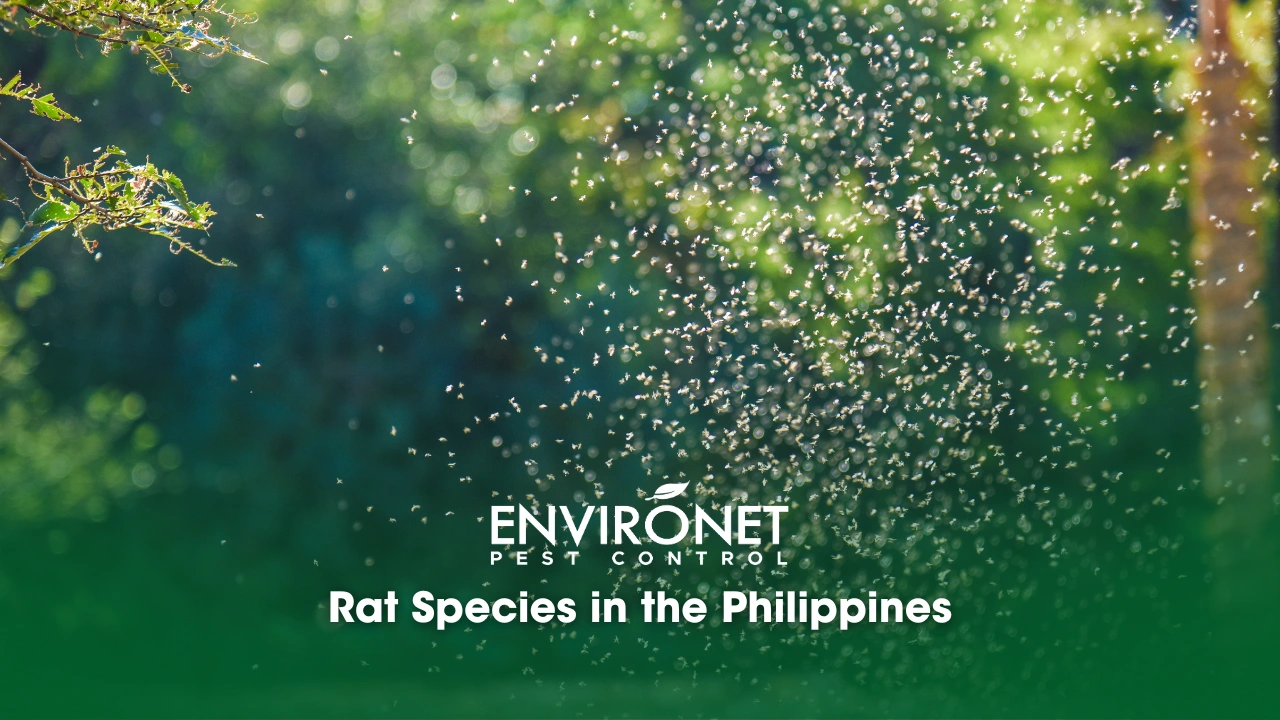 Most Common Summer Pests outdoor flying insects by Summer Pests in the Philippines