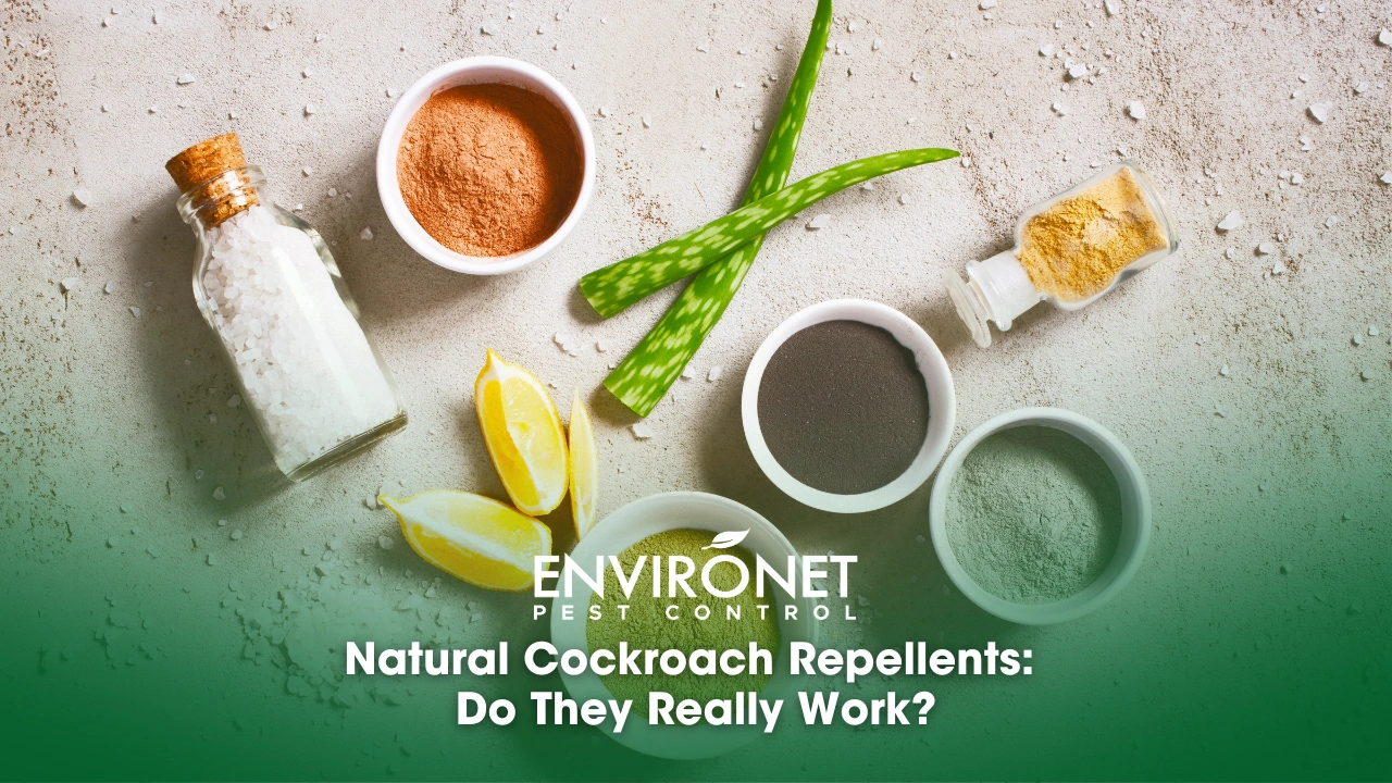 Natural Cockroach Repellents Do They Really Work Various natural ingredients displayed on a textured surface can be used as natural cockroach repellents