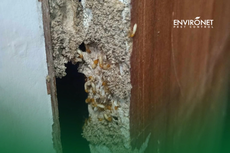 Oriental Cockroach (Blatta orientalis) Environet Pest Control' photo of active termites' with mud tubes