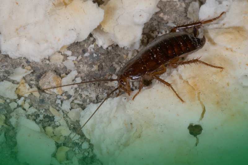 Oriental Cockroach (Blatta orientalis) 4 Most Commonly Found Cockroaches in the Philippines_Oriental Cockroach (Blatta orientalis)