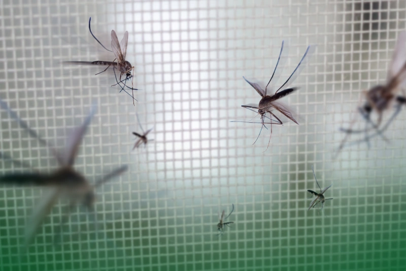 Physical Pest Control Methods many mosquitoes on insect net wire screen close up on house window