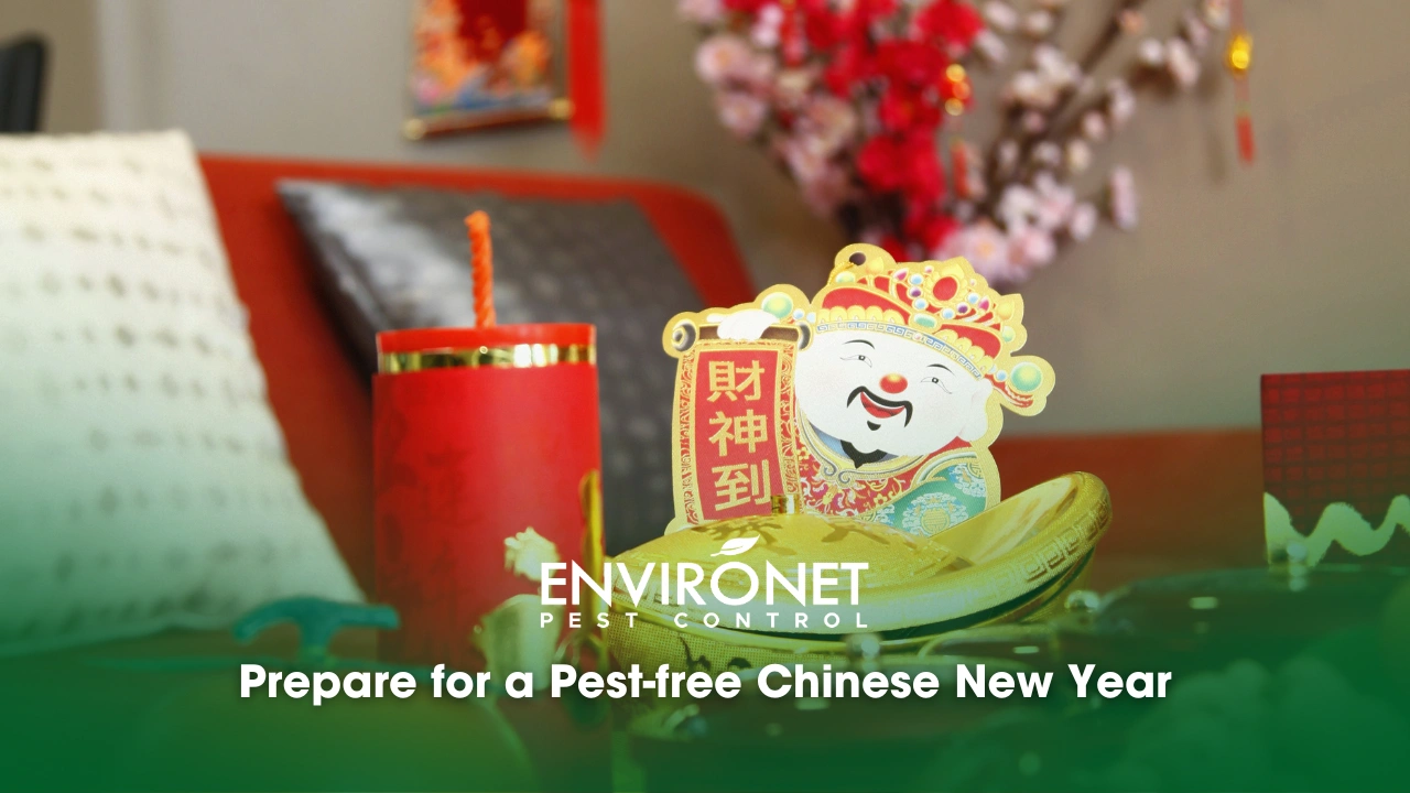 Prepare for a Pest-free Chinese New Year Prepare for a pest-free Chinese New Year