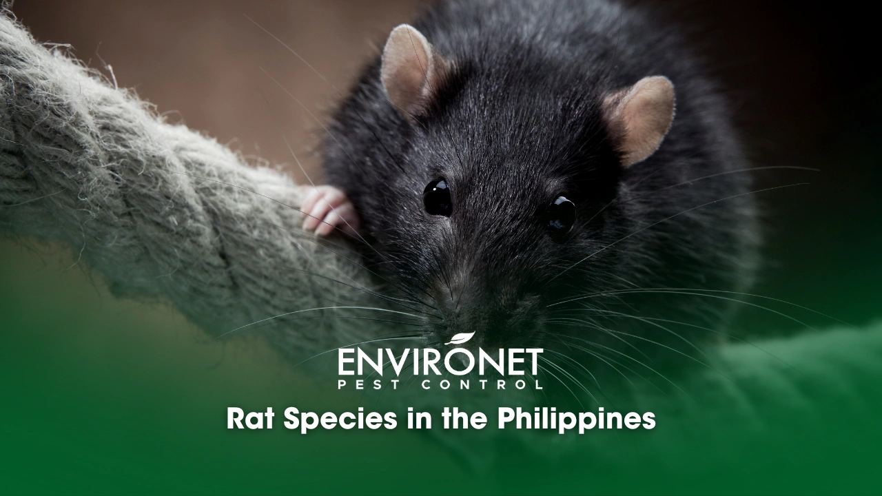Rat Species Rat Species in the Philippines