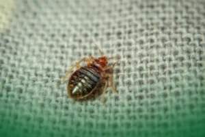 Summer Pests_ Bed Bugs (Night time Nuisances) Summer Pests: Bed Bugs