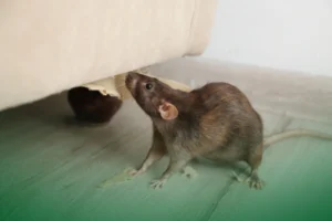 Summer Pests_ Rats (Stealthy Intruders) Summer Pests: Rats