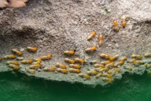 Summer Pests_ Termites (Silent Destroyers) Summer Pests: Termites