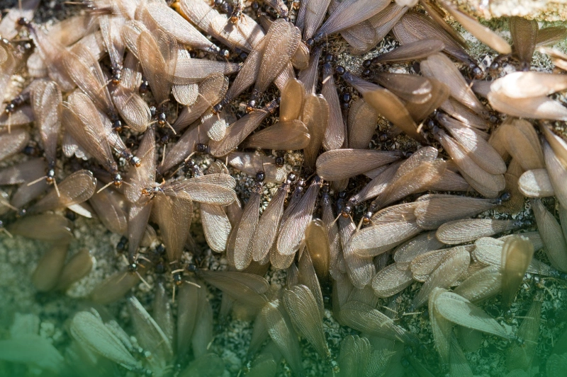 Swarmers close-up view detail of a swarm of winged termites in nature.