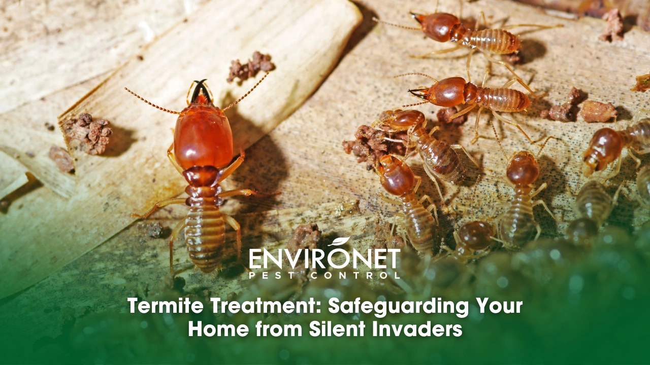 Termite Treatment Safeguarding Your Home from Silent Invaders Termite Treatment: Safeguarding Your Home from Silent Invaders_Soldier termite is guarding the worker termites