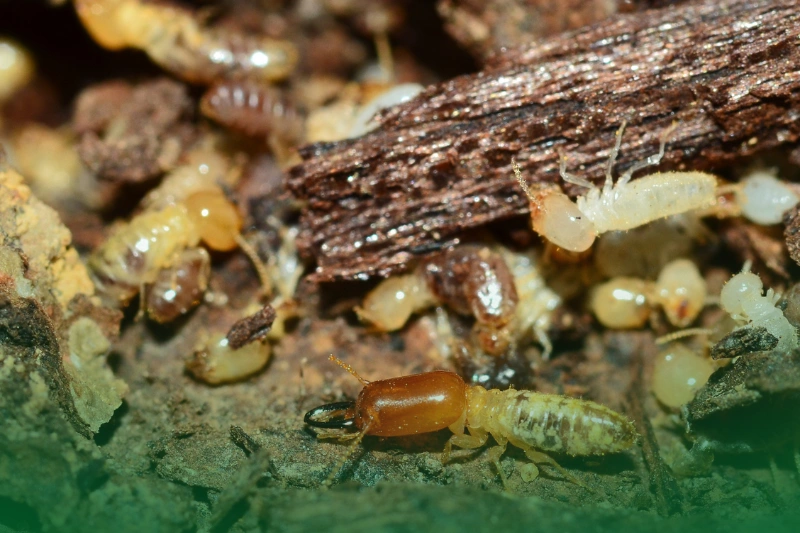 Termites – Silent Destroyers worker and nasute termites on decomposing wood for 8 Spooky Facts About the Scariest Pests