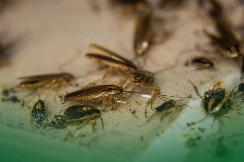The Fear of Cockroaches dead cockroaches trapped for 8 Spooky Facts About the Scariest Pests