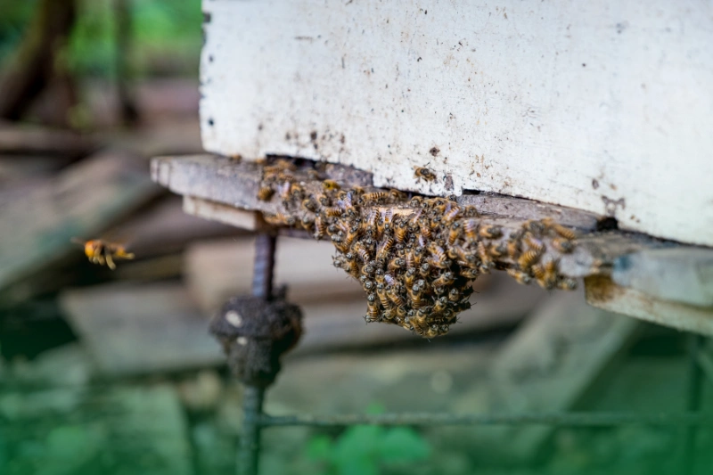 The Stingers (Wasps and Bees) a scene in front of a beehive for 8 Spooky Facts About the Scariest Pests