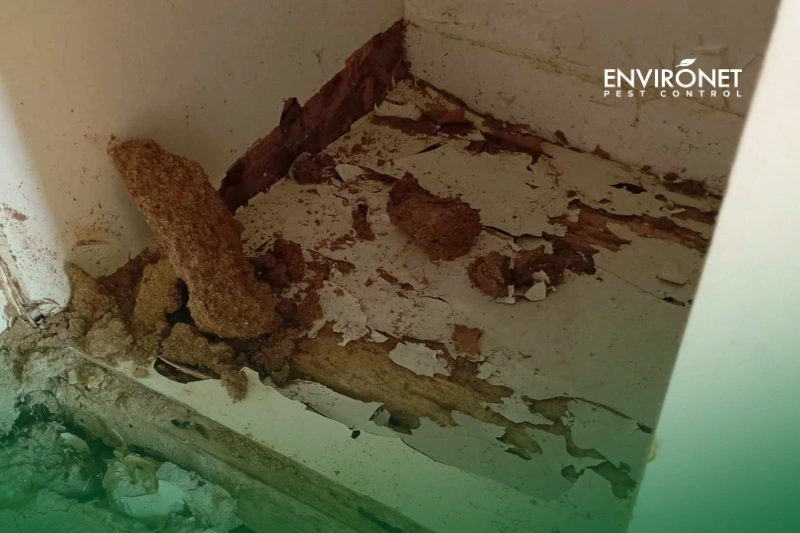 Visible Damage Environet Pest Control' photo of damaged kitchen cabinets caused by termites, no anti-termite solution