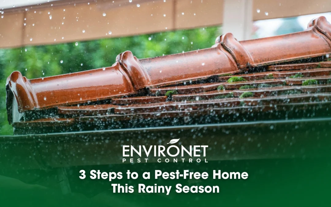 3 Steps to a Pest-Free Home This Rainy Season