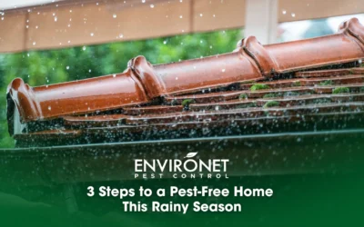 3 Steps to a Pest-Free Home This Rainy Season