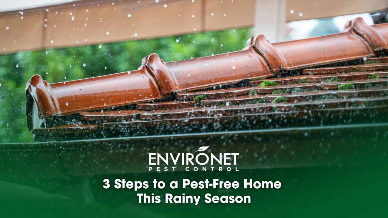 3 Steps to a Pest-Free Home This Rainy Season Three essential steps to prevent pests in your home during the rainy season, promoting a clean and safe atmosphere.