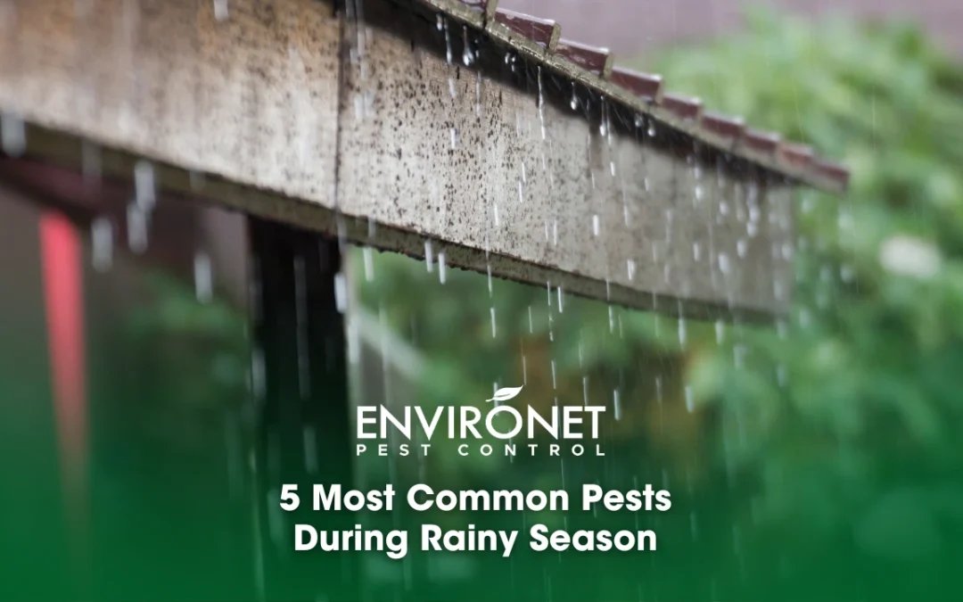 5 Most Common Pests During Rainy Season