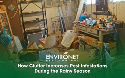 How Clutter Increases Pest Infestations During the Rainy Season