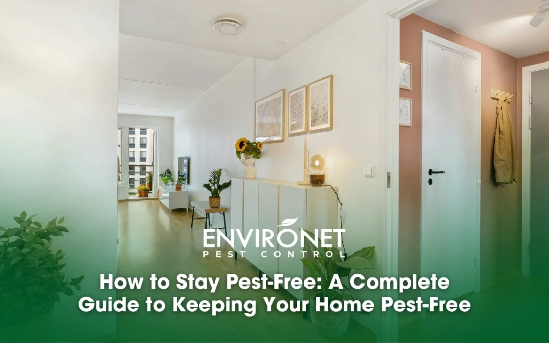 How to Stay Pest-Free: A Complete Guide to Keeping Your Home Pest-Free