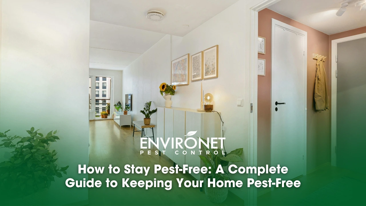 How to Stay Pest-Free A Complete Guide to Keeping Your Home Pest-Free Showcasing a pest-free home