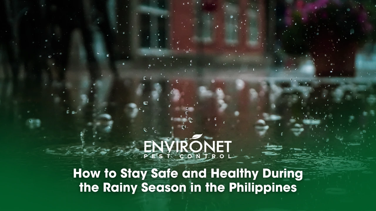 How to Stay Safe and Healthy During the Rainy Season in the Philippines how to stay safe during rainy season