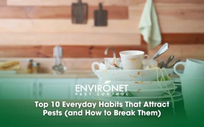 Top 10 Everyday Habits That Attract Pests (and How to Break Them)