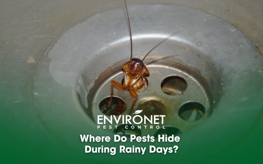 Where Do Pests Hide During Rainy Days?