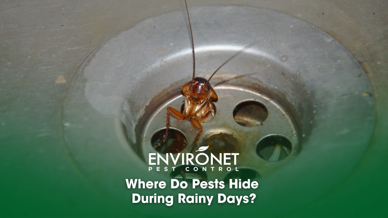 Where Do Pests Hide During Rainy Days A cockroach lurking in a drainage area, showcasing a common hiding spot for pests on rainy days.