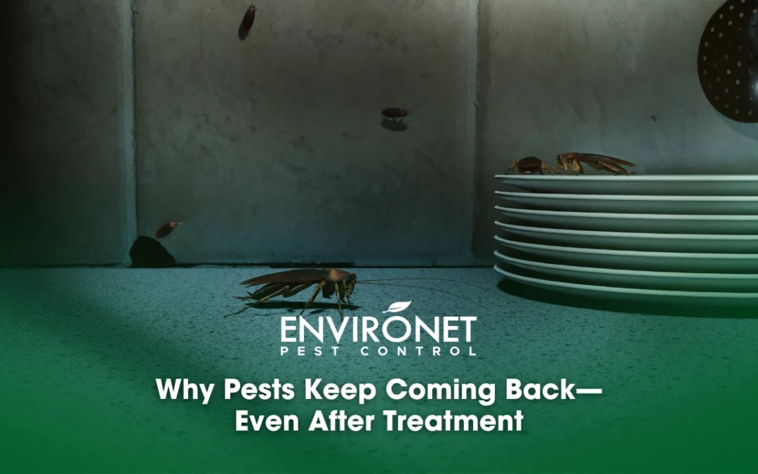 Why Pests Keep Coming Back—Even After Treatment