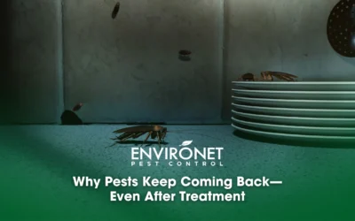 Why Pests Keep Coming Back—Even After Treatment